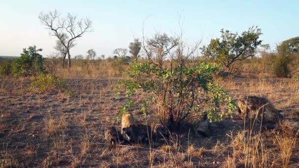 Gevlekte Hyaena Familie Opruiming Kruger National Park Zuid Afrika Specie — Stockvideo