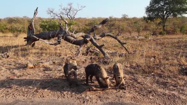 Visto Animal Joven Hyaena Rebuscar Parque Nacional Kruger Sudáfrica Familia — Vídeos de Stock