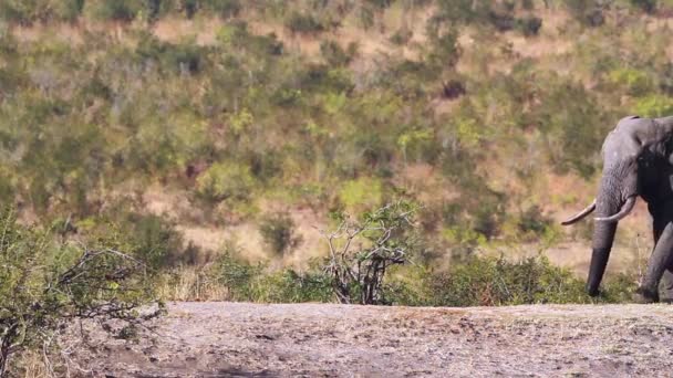 Elefante Arbusto Africano Caminhando Savana Parque Nacional Kruger África Sul — Vídeo de Stock