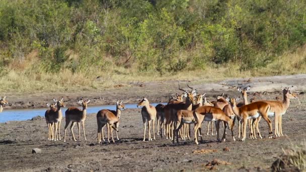 Grande Grupo Impala Comum Lado Lago Parque Nacional Kruger África — Vídeo de Stock