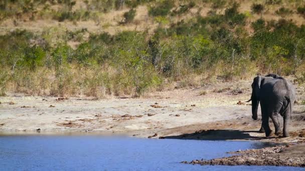 Африканский Слон Пьющий Берегу Озера Национальном Парке Крюгер Южная Африка — стоковое видео