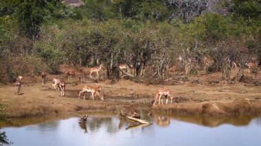 Ortak Impala grubunda su birikintisinin Kruger National park, Güney Afrika için; Nakit Aepyceros melampus aile Bovidae
