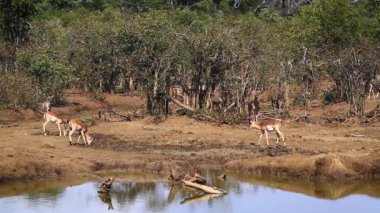Ortak Impala ve büyük kudu Kruger National park, Güney Afrika için; Nakit Aepyceros melampus ve yayılım gösterir: strepsiceros aile Bovidae