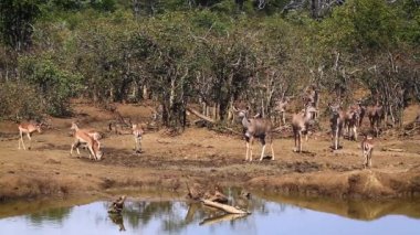 Ortak Impala ve büyük kudu Kruger National park, Güney Afrika için; Nakit Aepyceros melampus ve yayılım gösterir: strepsiceros aile Bovidae