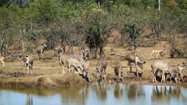 Büyük kudu grup su birikintisinin Kruger National park, Güney Afrika için içme; Nakit yayılım gösterir: strepsiceros aile Bovidae