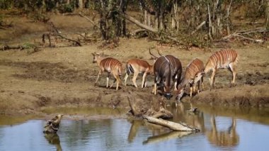Nyala ve su birikintisinin Kruger National park, Güney Afrika için içme Impala; Nakit yayılım gösterir: angasii ve Aepyceros melampus aile Bovidae