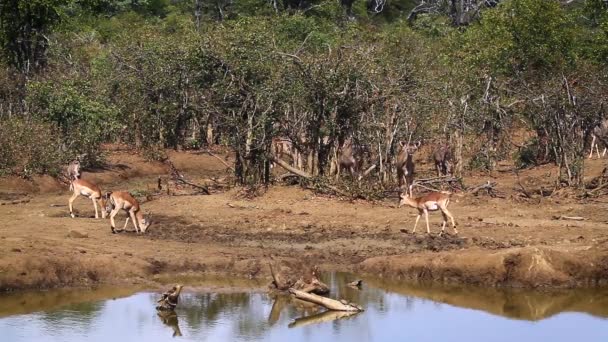 Impala Común Mayor Kudu Parque Nacional Kruger Sudáfrica Especie Aepyceros — Vídeos de Stock