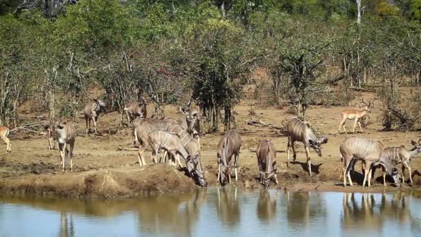 大きいクードゥー グループ泉クルーガー国立公園 南アフリカでの飲酒ウシ科の正貨羚羊 Strepsiceros — ストック動画