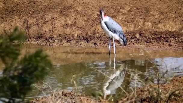 Marabou Storch Trinkt Wasserloch Kruger Nationalpark Südafrika Spezies Leptoptilos Crumenifer — Stockvideo