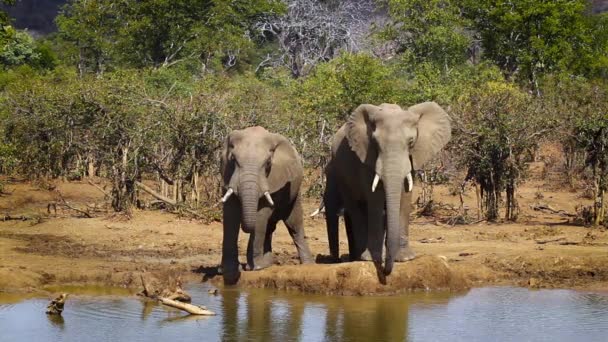 Tři sloni africký pití v Napajedla v Krugerův národní park, Jihoafrická republika; Specie Loxodonta africana rodina Slonovití