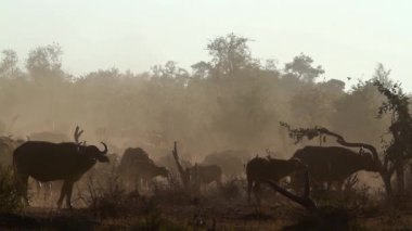 Puslu sabah Afrika bufalo sürüsü Kruger National park, Güney Afrika için; Nakit Syncerus caffer aile Bovidae