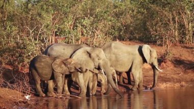 Afrika bush fil aile grup içme suyu Kruger National park, Güney Afrika için; Nakit Loxodonta africana ailesi fil