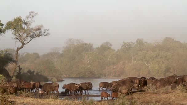 Mandria Bufali Africani Uno Scenario Mattutino Nebbioso Nel Parco Nazionale — Video Stock