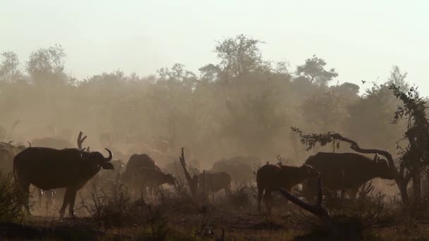 African Buffalo Herd Misty Morning Kruger National Park South Africa — Stock Video