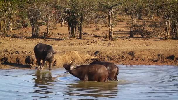 Drie Kafferbuffel Nemen Bathin Water Gat Het Kruger Nationaal Park — Stockvideo