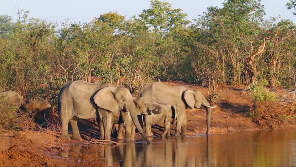 アフリカのブッシュ象家族グループの飲料水でクルーガー国立公園 南アフリカ共和国 ゾウ科の正貨 Loxodonta アフリカーナ家族 — ストック動画