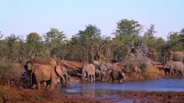 Afrika bush fil Kruger National park, Güney Afrika için; Nakit Loxodonta africana ailesi fil