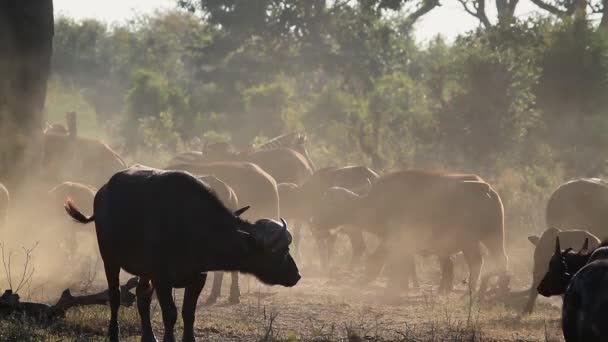 Mandria Bufali Africani Una Mattina Nebbiosa Nel Parco Nazionale Kruger — Video Stock