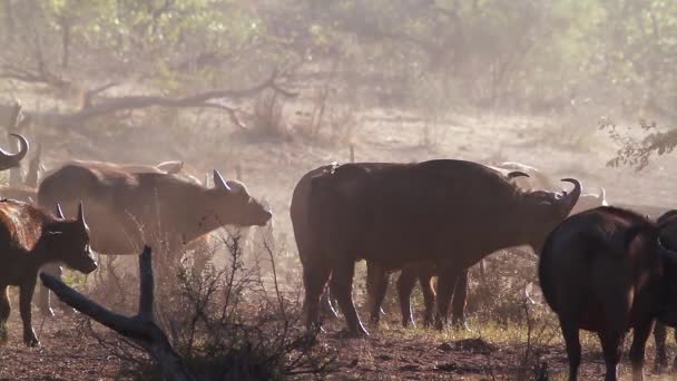 非洲水牛群在一个雾蒙蒙的早晨在克鲁格国家公园 马维达的一种特殊的合成咖啡家族 — 图库视频影像