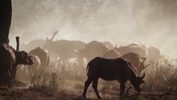 Puslu Bir Sabah Afrika Manda Sürüsü Kruger National Park Güney — Stok video