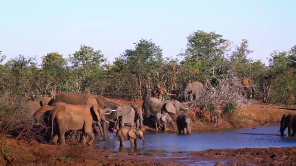 Αφρικανική Μπους Ελέφαντες Στο Εθνικό Πάρκο Κρούγκερ Νότια Αφρική Οικογένεια — Αρχείο Βίντεο