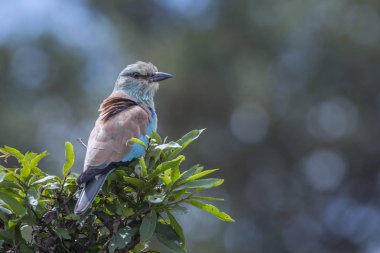 Avrupa içinde bulanıklık geçmiş Kruger National park, Güney Afrika için izole Roller; Nakit Coracias garrulus ailesi Coraciidae