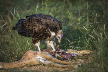 Kukuletalı Akbaba bir Impala Kruger National park, Güney Afrika ve atma; Nakit aile Necrosyrtes monachus türü