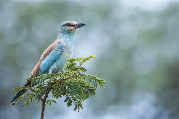 Scharrelaar Geïsoleerd Blur Achtergrond Kruger National Park Zuid Afrika Specie — Stockfoto