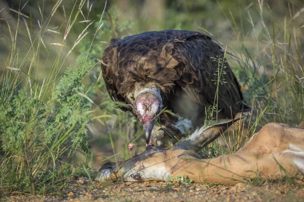 Abutre Com Capuz Scavenging Impala Kruger National Park África Sul — Fotografia de Stock