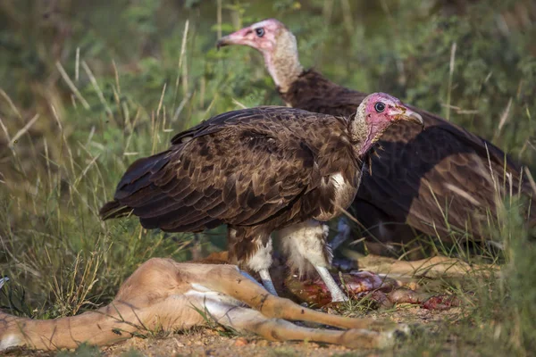 在南非克鲁格国家公园 两只头虎秃鹫在清理一只黑斑羚 仙人掌的特殊家族 — 图库照片