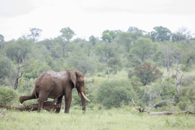 Afrika bush fil Kruger National park, Güney Afrika