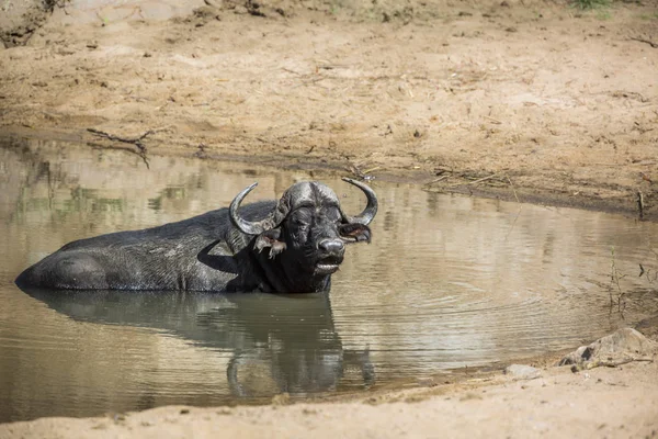 Búfalo africano no Parque Nacional Kruger, África do Sul — Fotografia de Stock