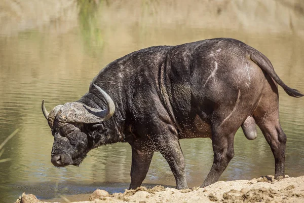 Búfalo africano no Parque Nacional Kruger, África do Sul — Fotografia de Stock