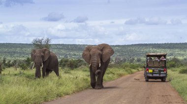 Afrika bush fil Kruger National park, Güney Afrika