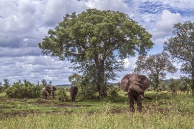 Afrika bush fil Kruger National park, Güney Afrika