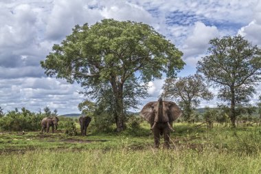 Afrika bush fil Kruger National park, Güney Afrika