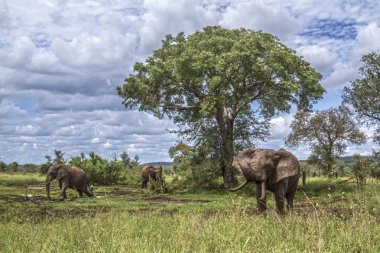 Afrika bush fil Kruger National park, Güney Afrika