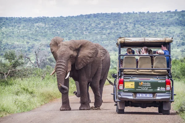 Elefante africano en el Parque Nacional Kruger, Sudáfrica — Foto de Stock