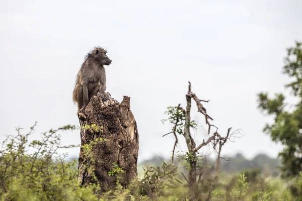 Chacma baboon in Kruger National park, South Africa — Stock Photo, Image