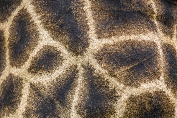 Kruger Ulusal Parkı 'nda zürafa, Güney Afrika — Stok fotoğraf