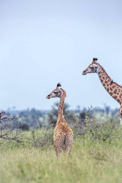 Young Giraffe and mother in green savannah in Kruger National park, South Africa ; Specie Giraffa camelopardalis family of Giraffidae
