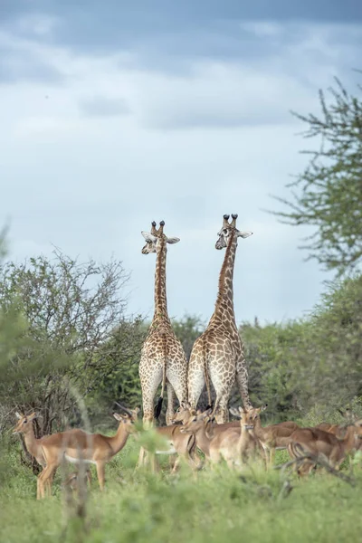 Girafe en Kruger National Park, Afrique du Sud — Photo