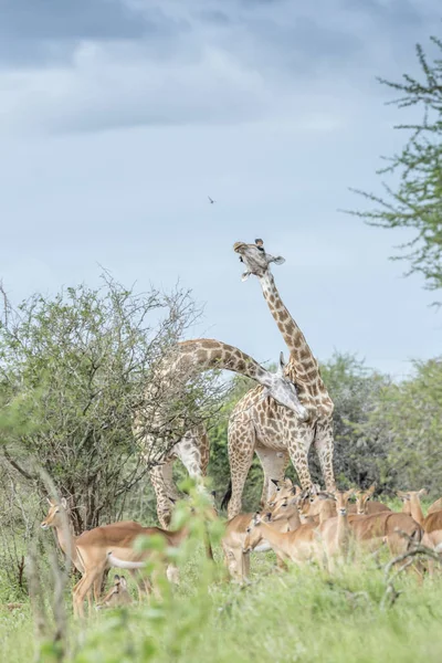 Giraffe im Kruger Nationalpark, Südafrika — Stockfoto