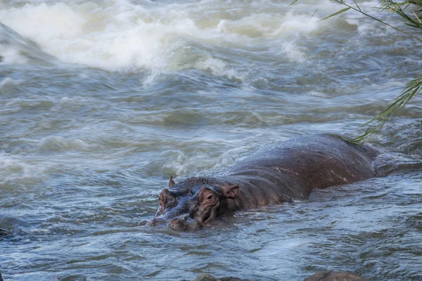 Hipopótamo en el Parque Nacional Kruger, Sudáfrica —  Fotos de Stock