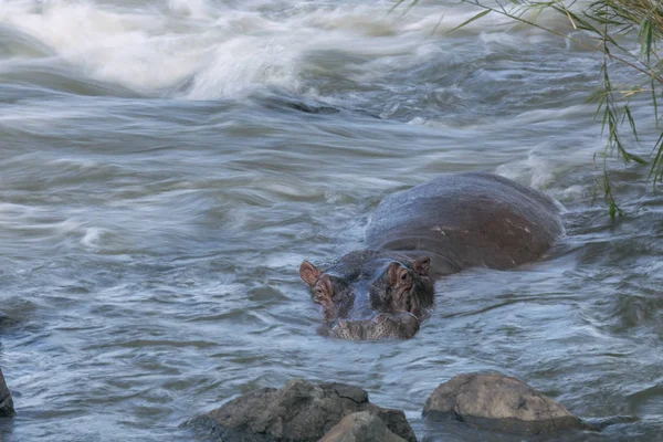 Hippopotame dans le parc national Kruger, Afrique du Sud — Photo