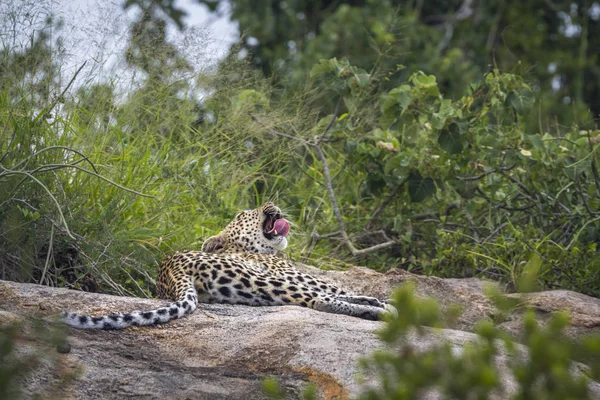 Leopardo nel parco nazionale di Kruger, Sud Africa — Foto Stock