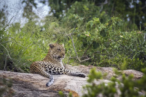 Leopardo no Parque Nacional Kruger, África do Sul — Fotografia de Stock