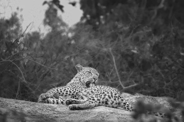Leopard in Kruger National park, South Africa — Stock Photo, Image