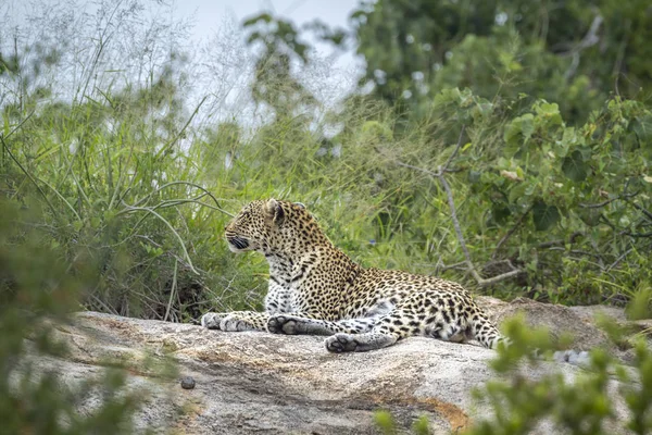 Leopard in Kruger National park, Zuid-Afrika — Stockfoto