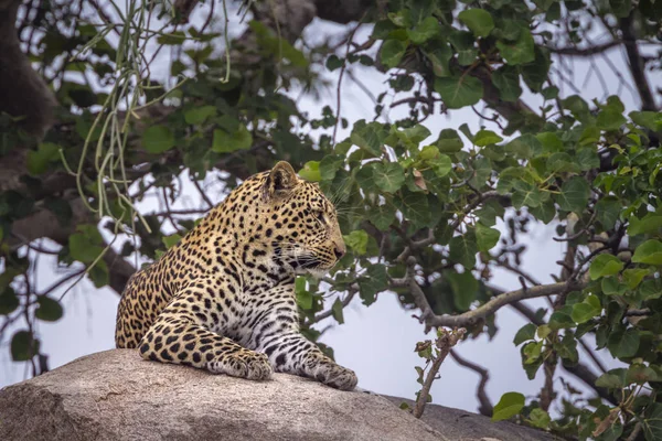 Leopardo no Parque Nacional Kruger, África do Sul — Fotografia de Stock